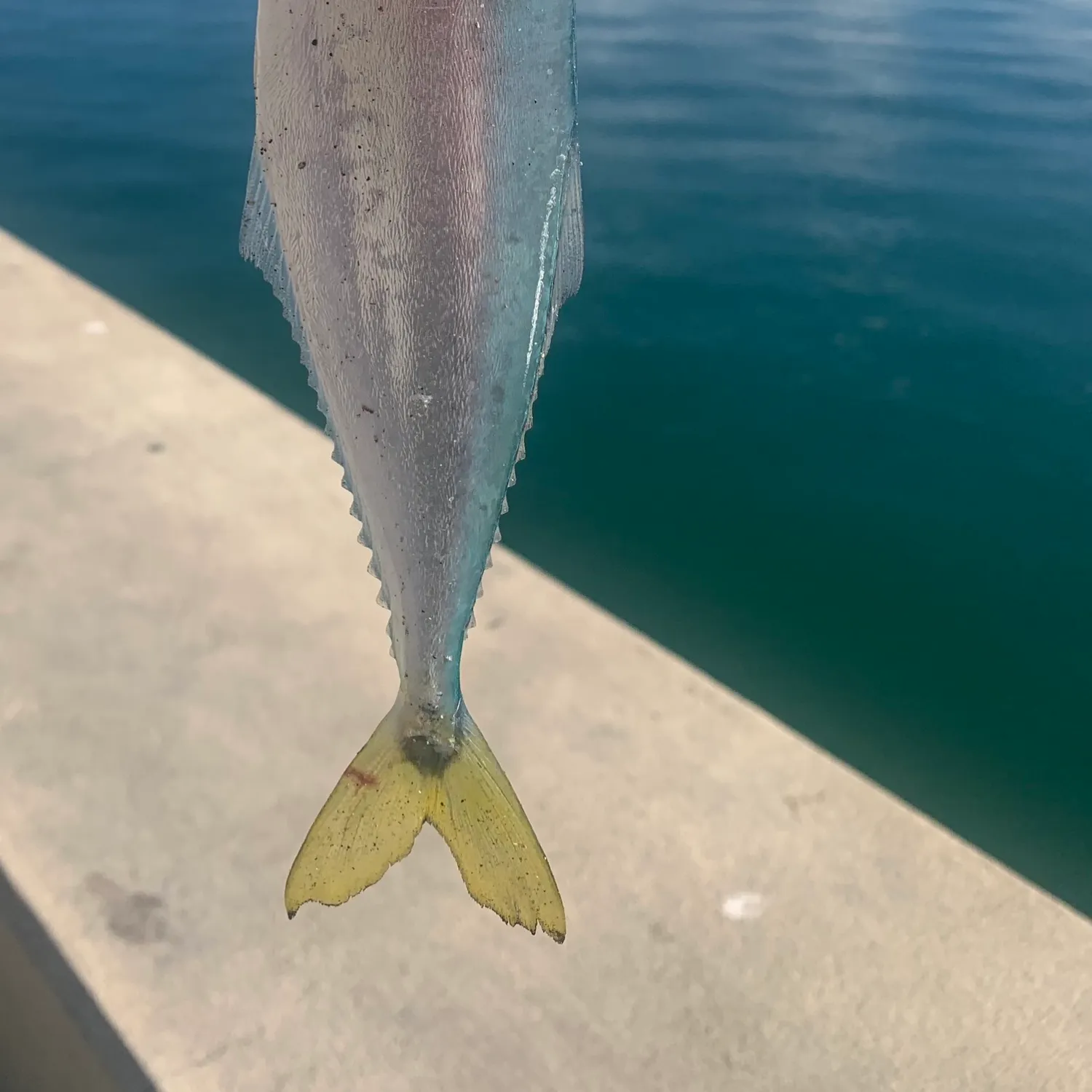 The most popular recent Sand perch catch on Fishbrain