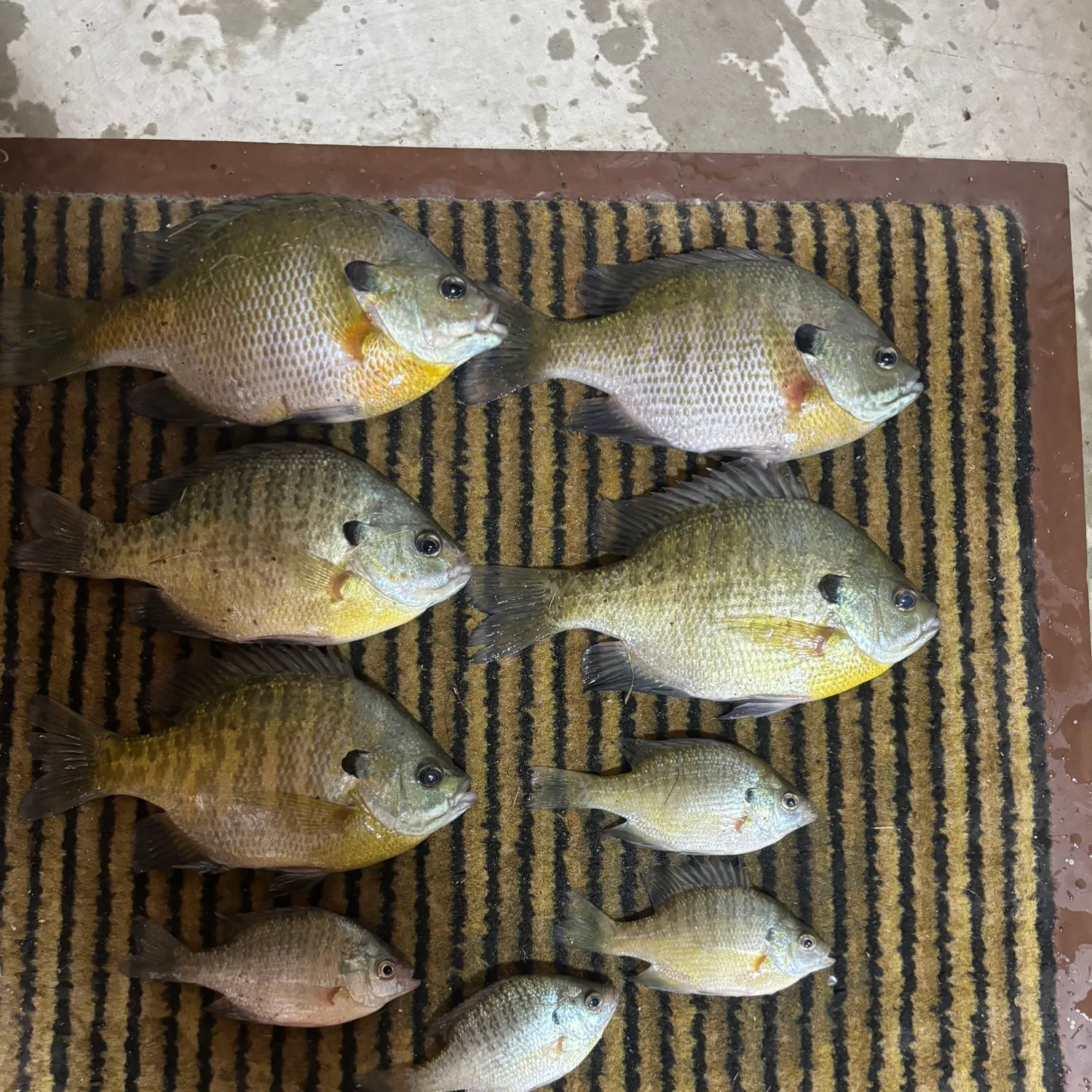 recently logged catches