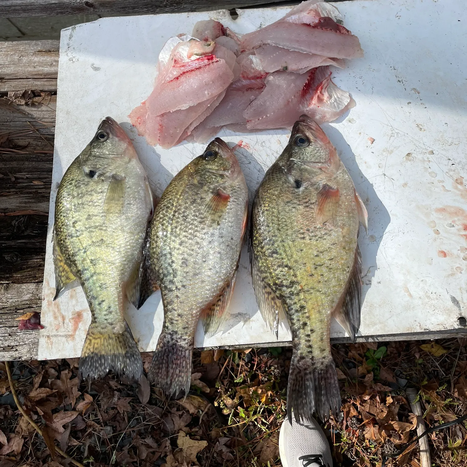 recently logged catches