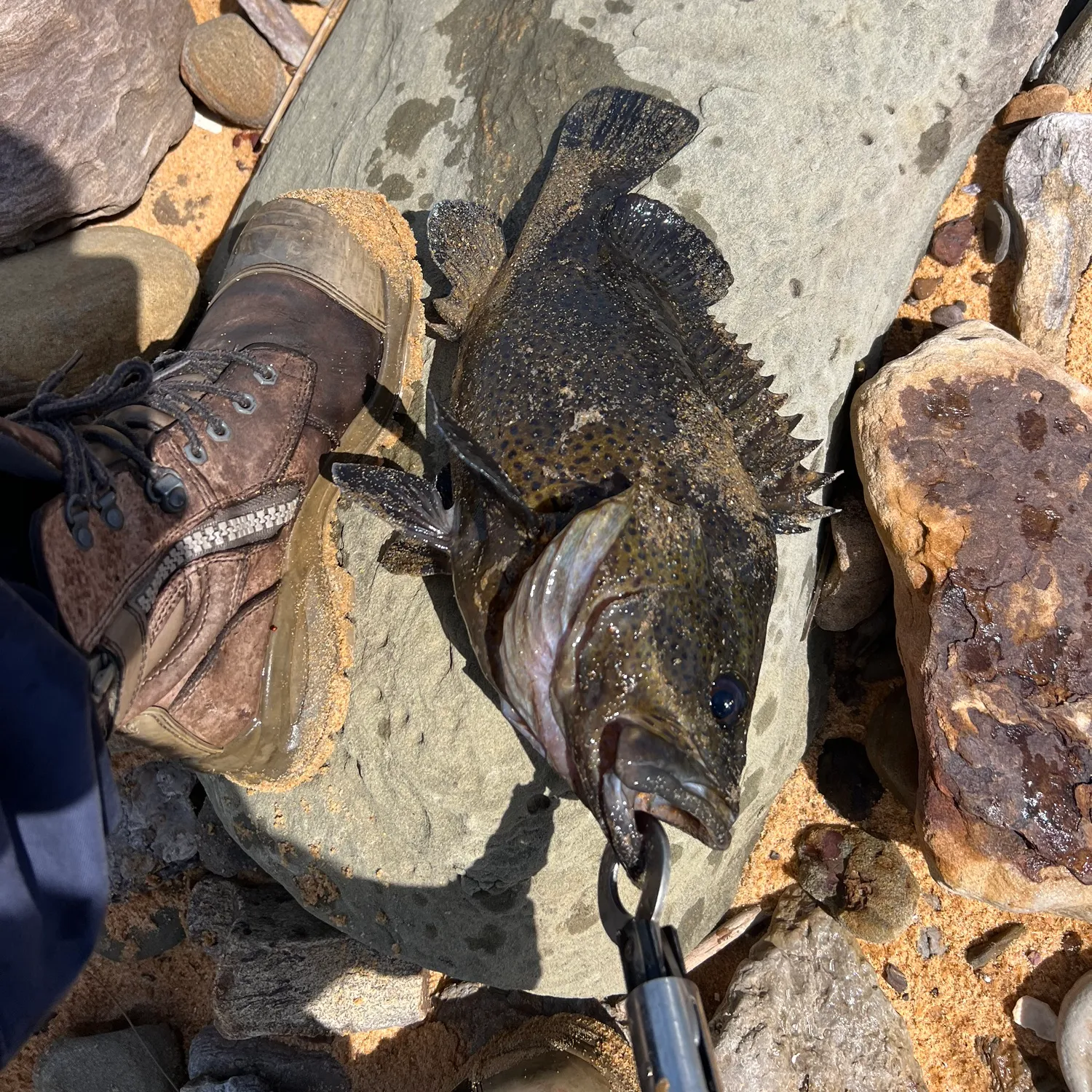 The most popular recent Maori rockcod catch on Fishbrain