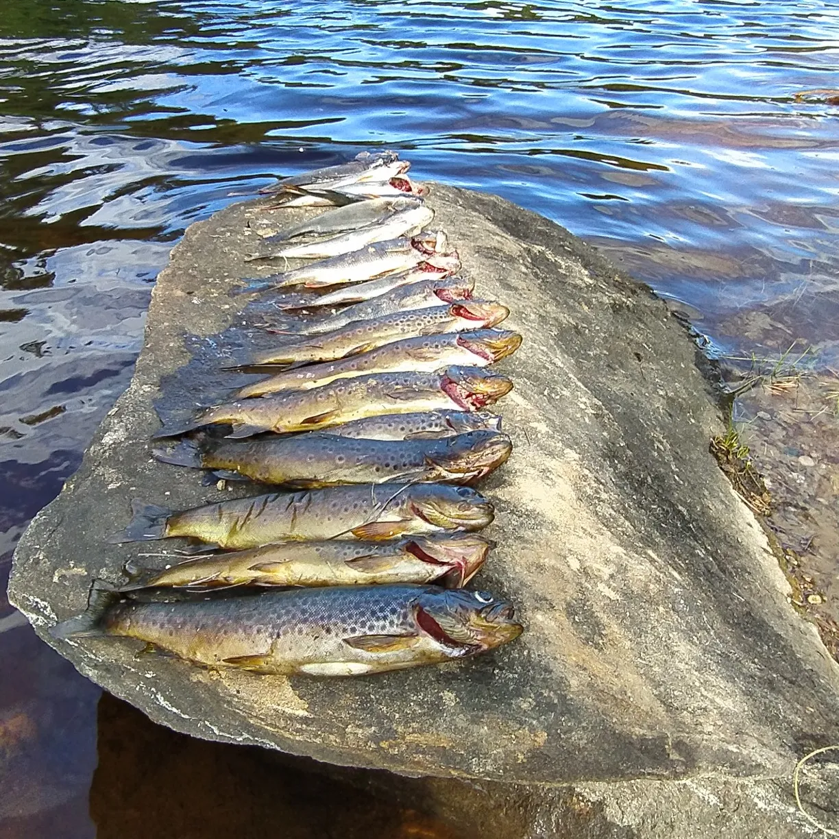 recently logged catches