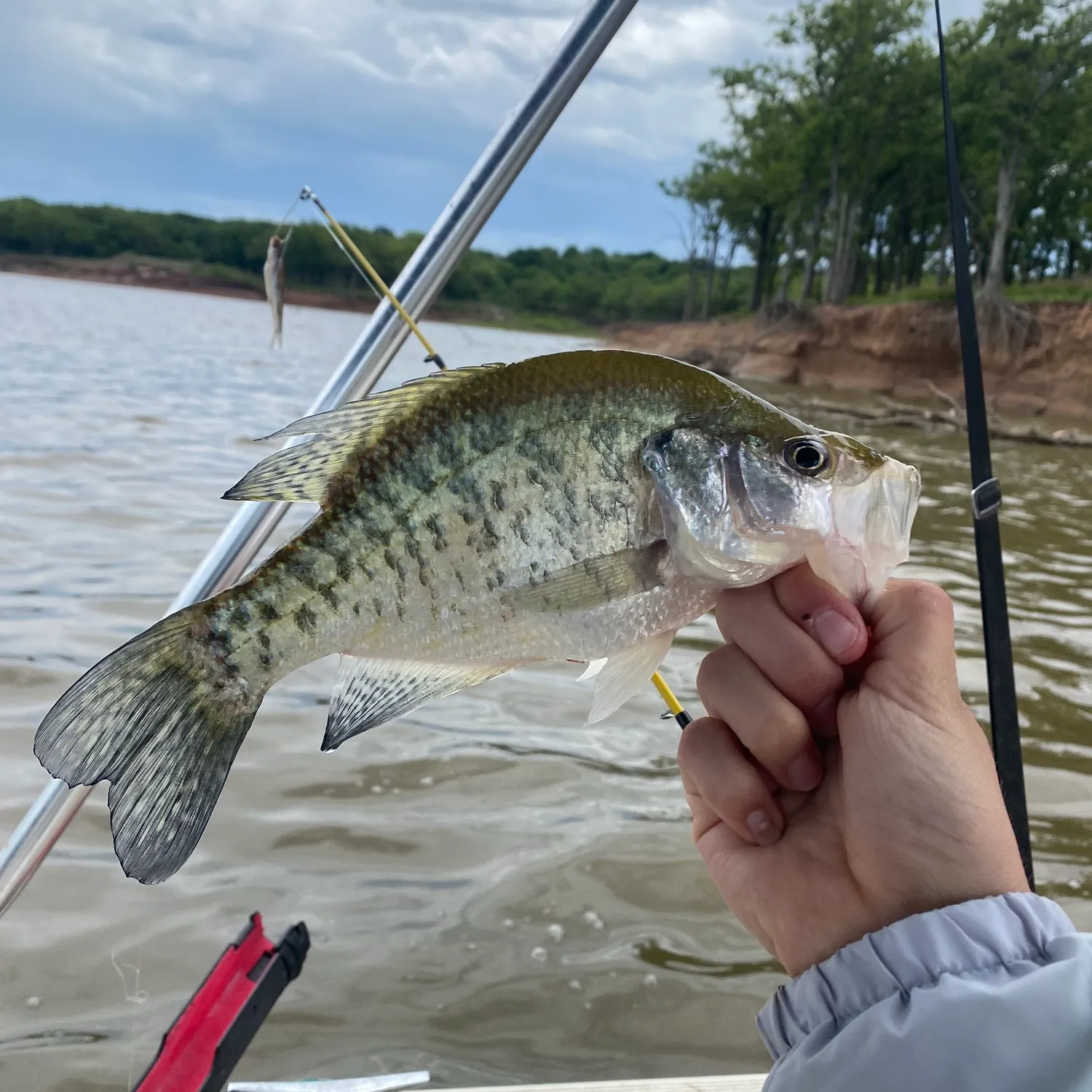 ᐅ Kaw Lake fishing reports🎣• Ponca City, OK (United States) fishing