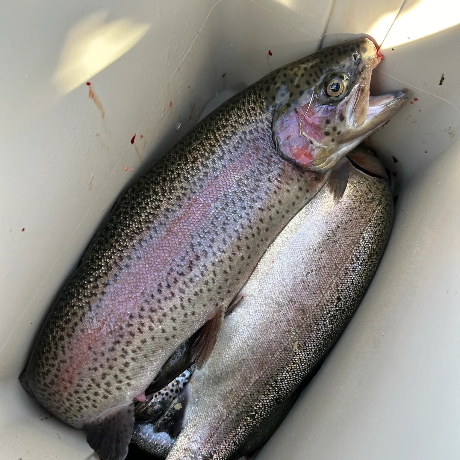 recently logged catches