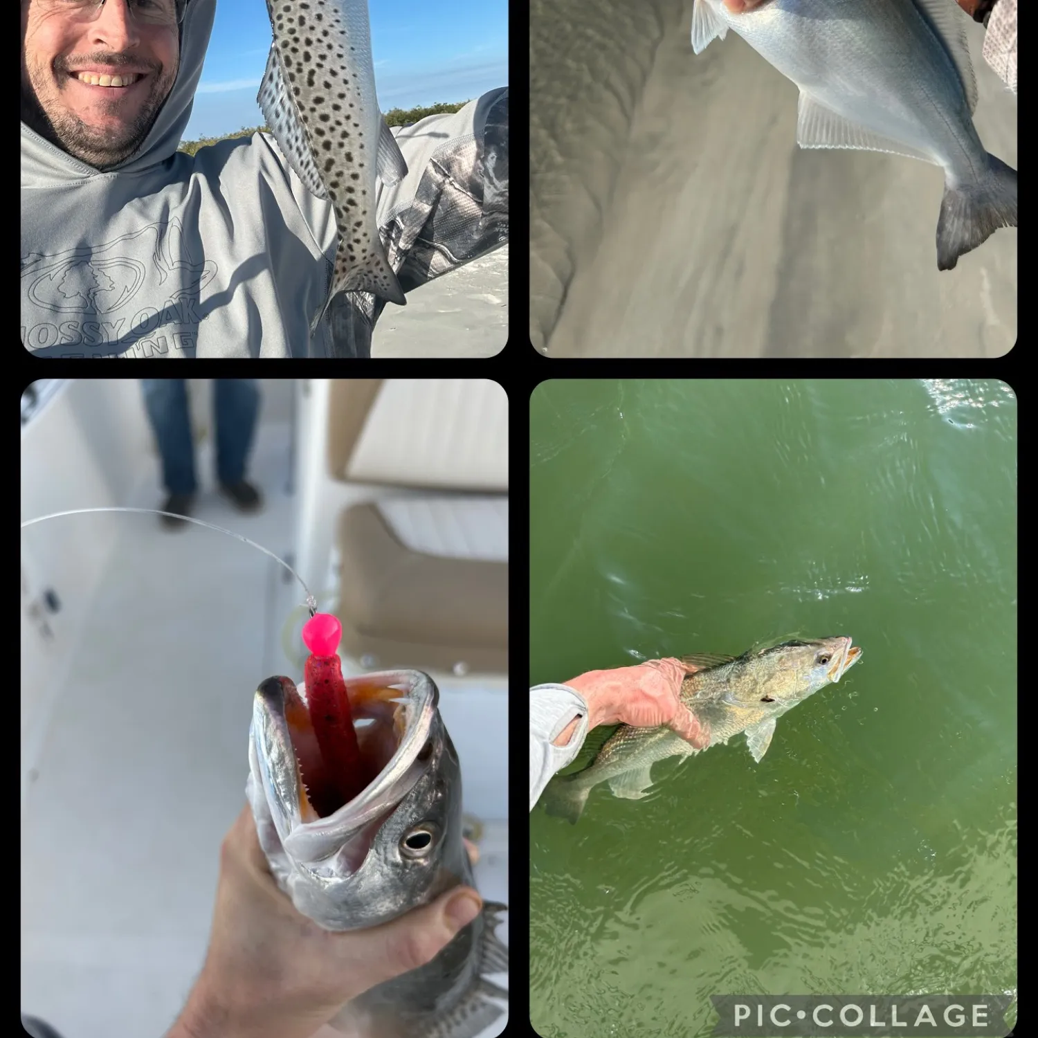 recently logged catches