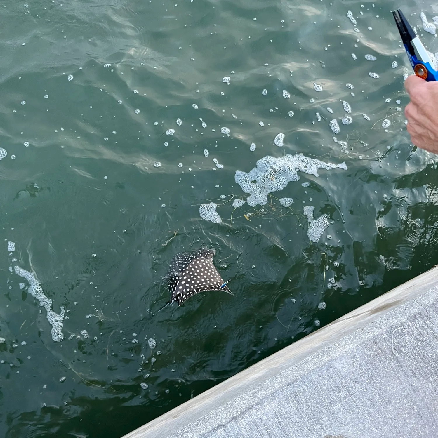 The most popular recent Spotted eagle ray catch on Fishbrain