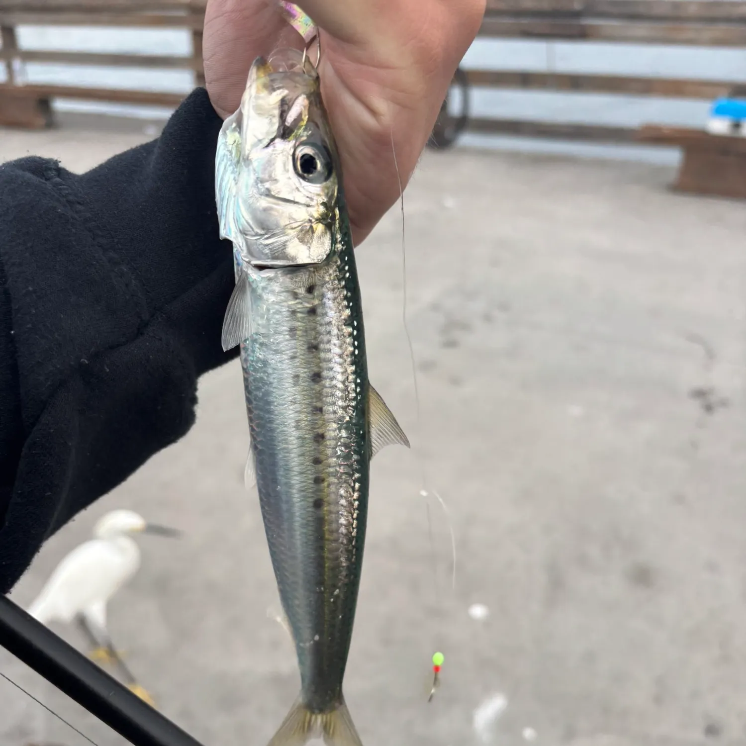 The most popular recent Pacific sardine catch on Fishbrain