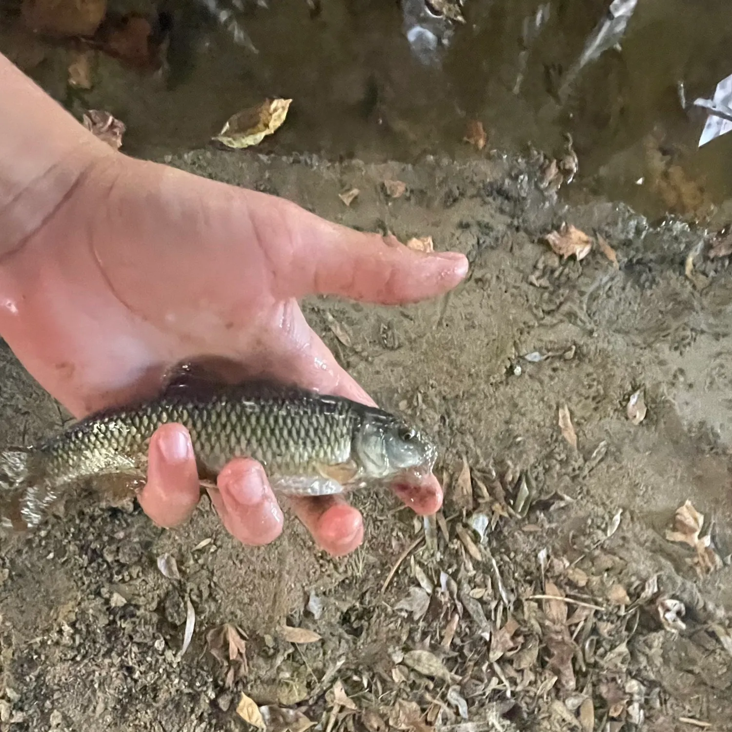 The most popular recent Eastern creek chubsucker catch on Fishbrain