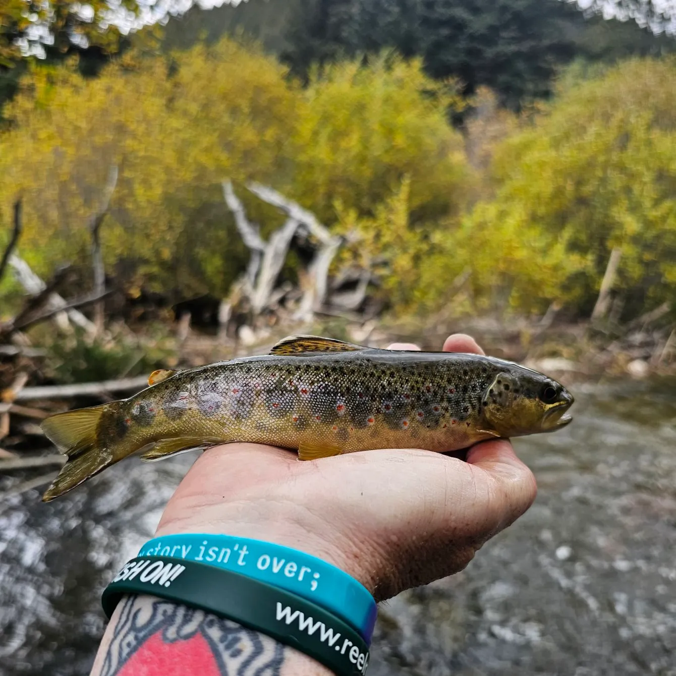 recently logged catches