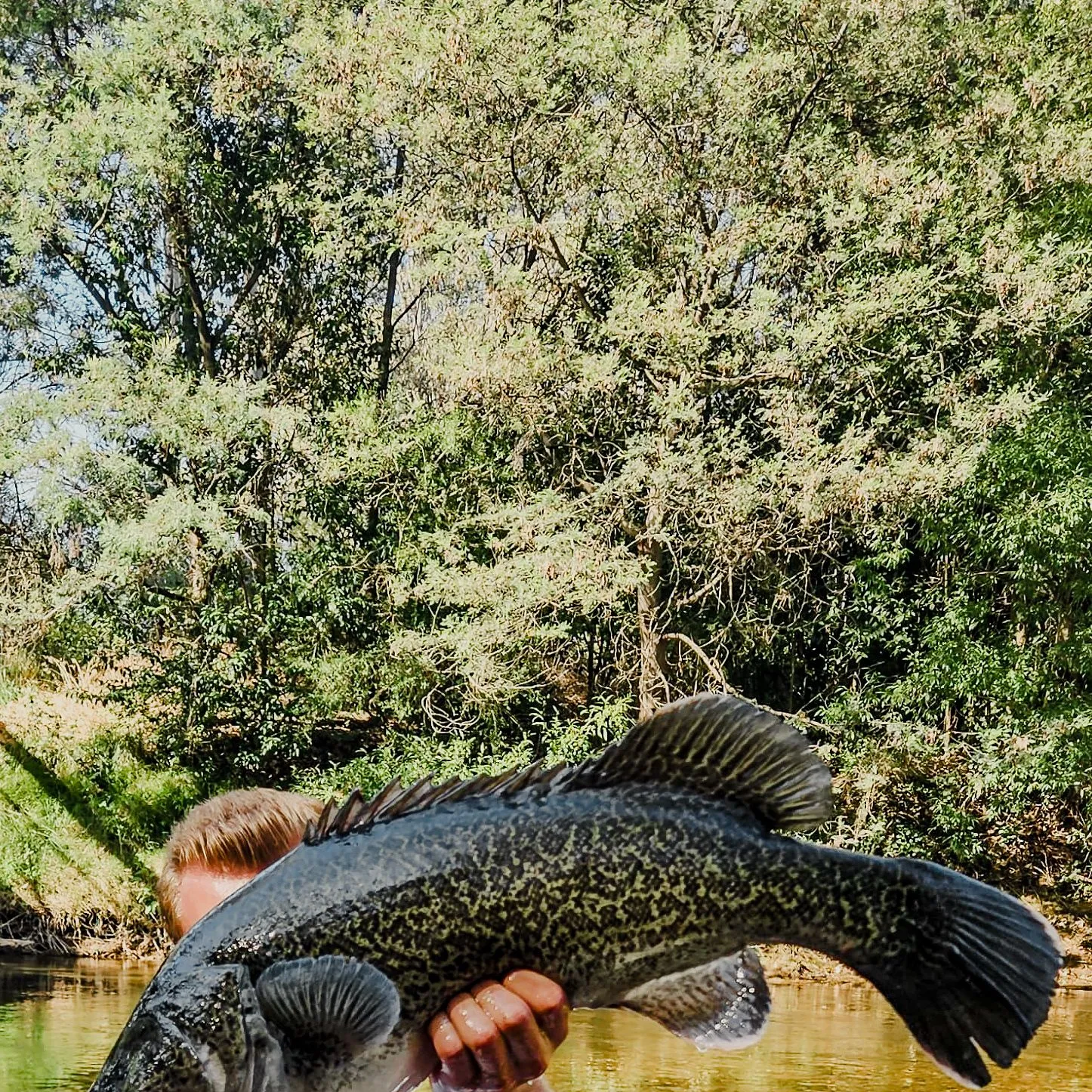 The most popular recent Murray cod catch on Fishbrain