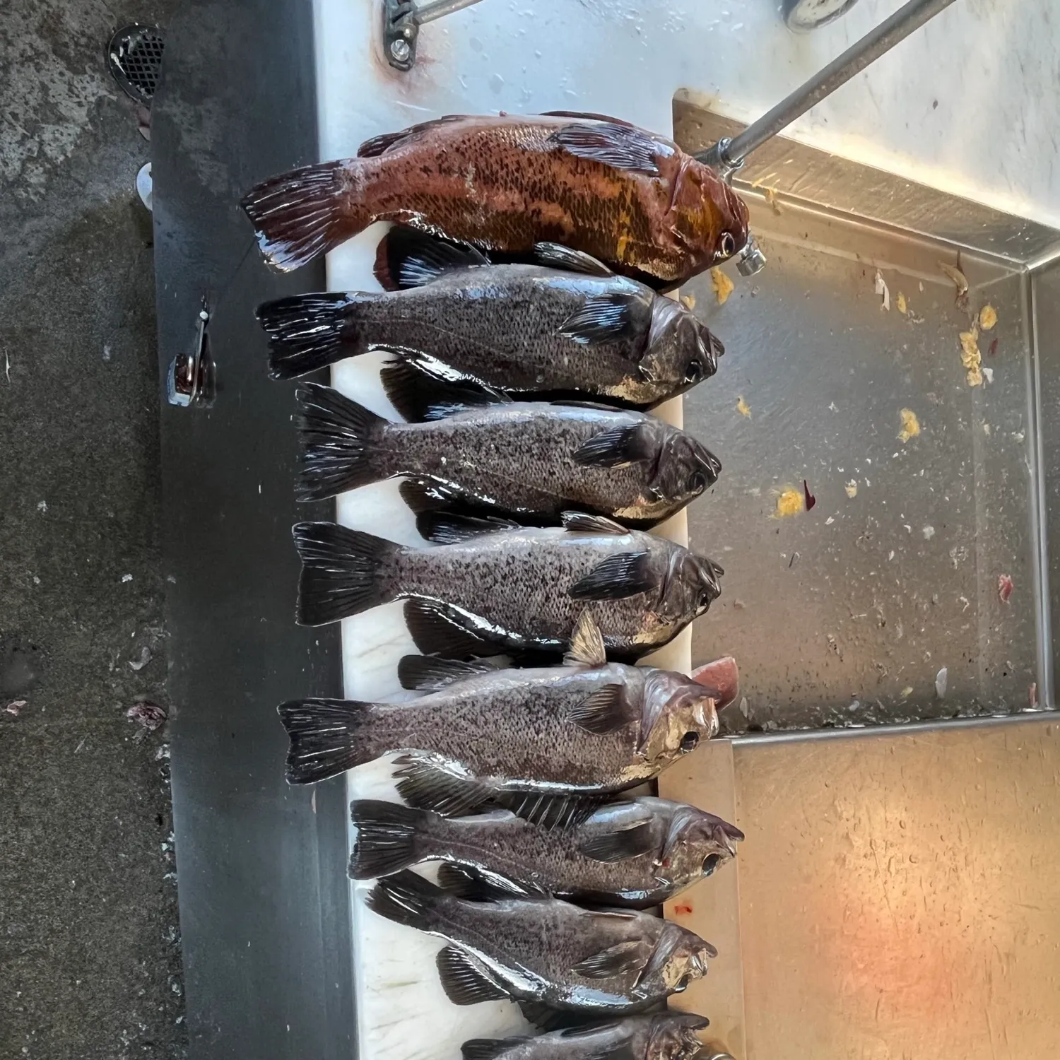 recently logged catches