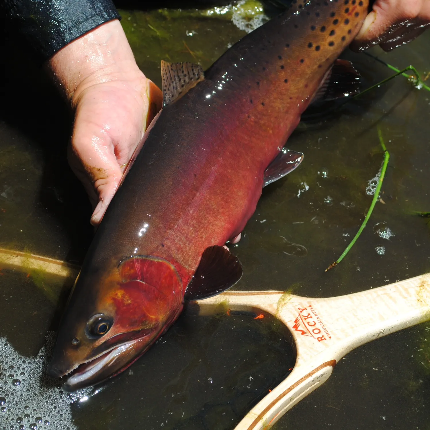 The most popular recent Colorado river cutthroat trout catch on Fishbrain