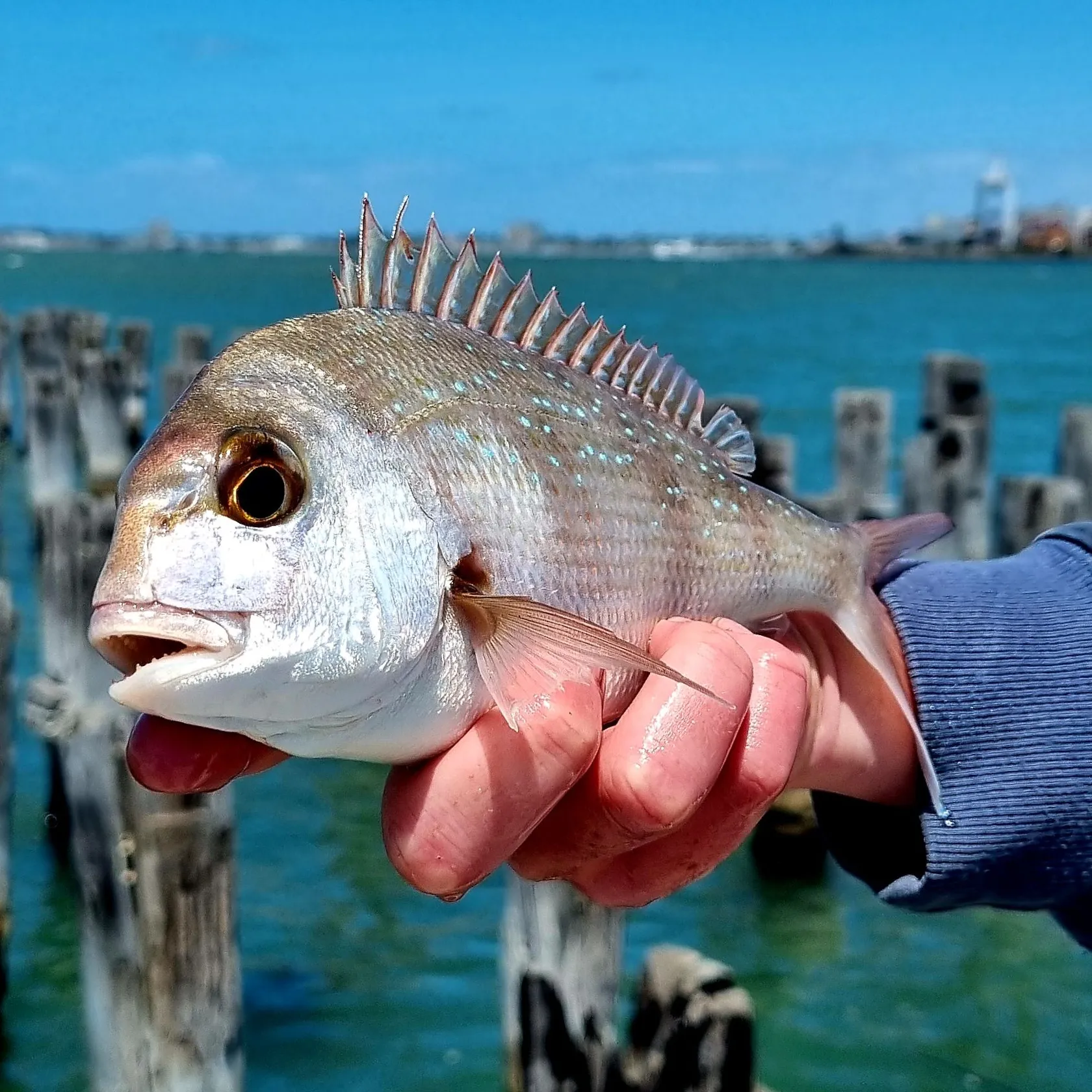 The most popular recent White trevally catch on Fishbrain