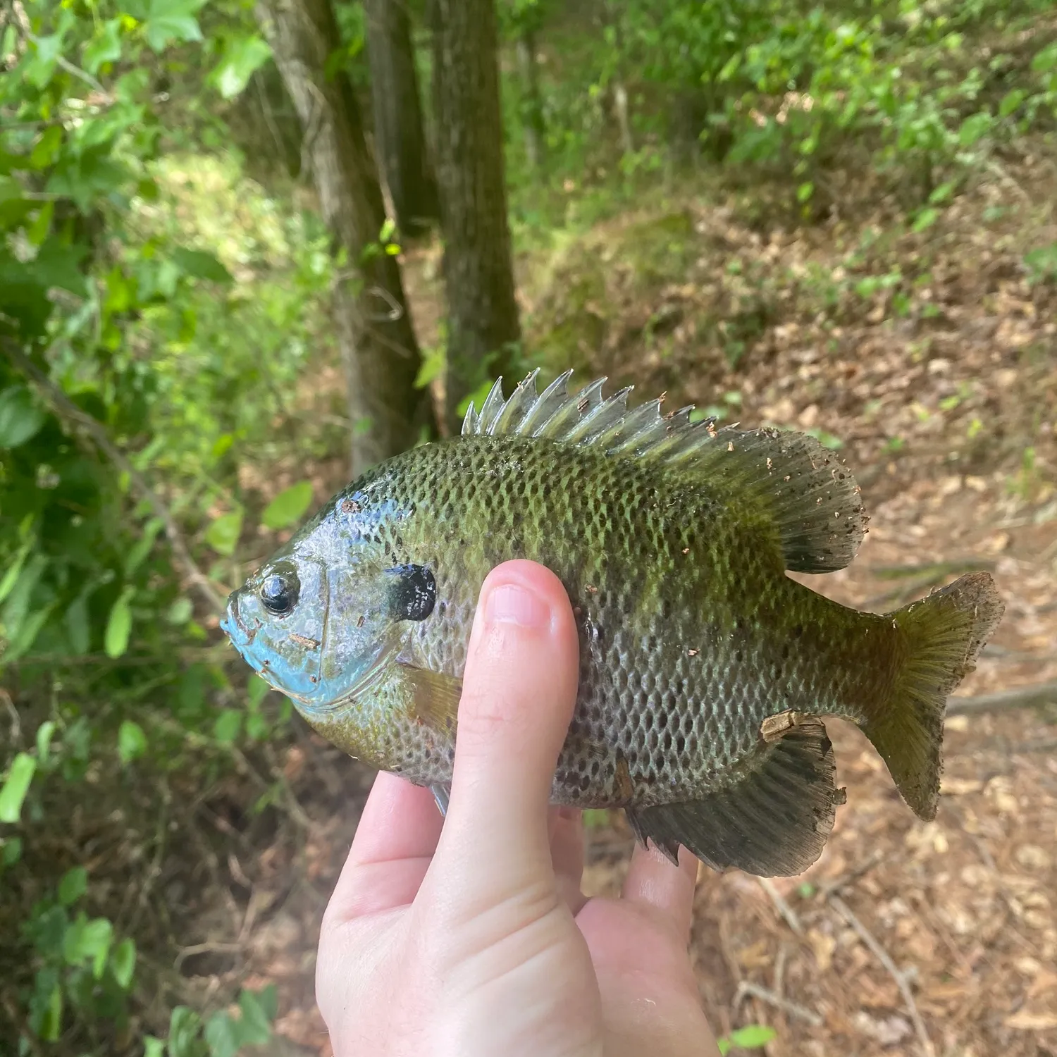 ᐅ Lake Raleigh fishing reports🎣• Raleigh, NC (United States) fishing