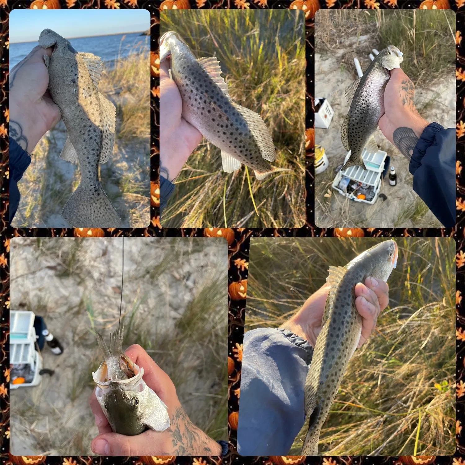 recently logged catches