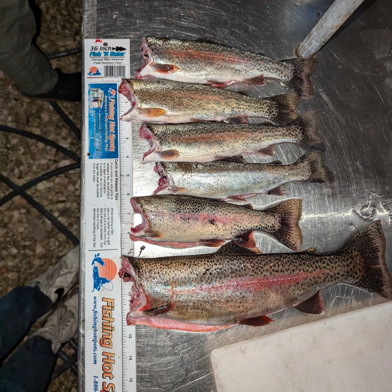 recently logged catches