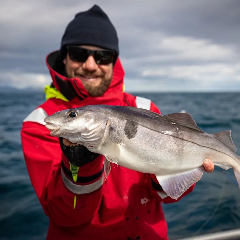 The most popular recent Haddock catch on Fishbrain