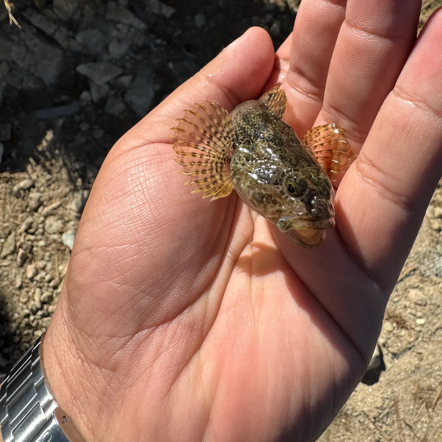 The most popular recent Bigmouth sculpin catch on Fishbrain