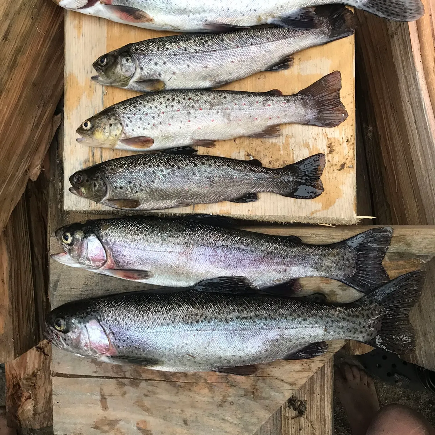 recently logged catches