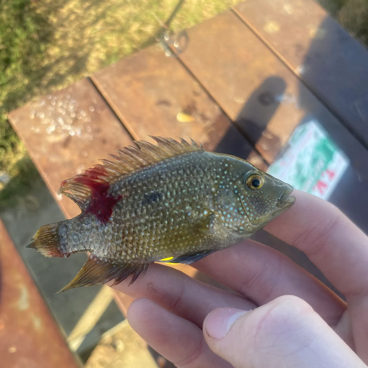 The most popular recent Rio Grande cichlid catch on Fishbrain