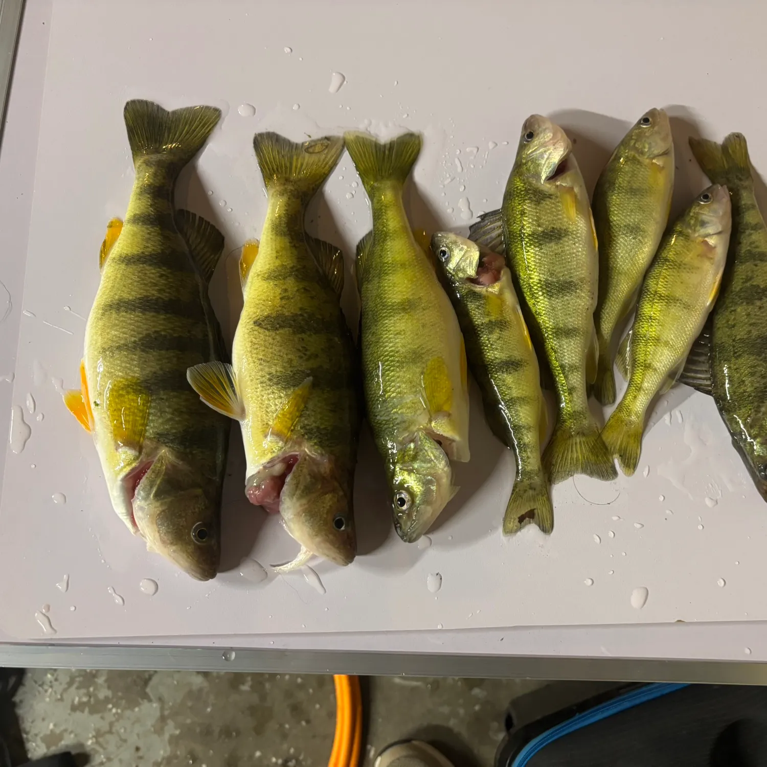 recently logged catches