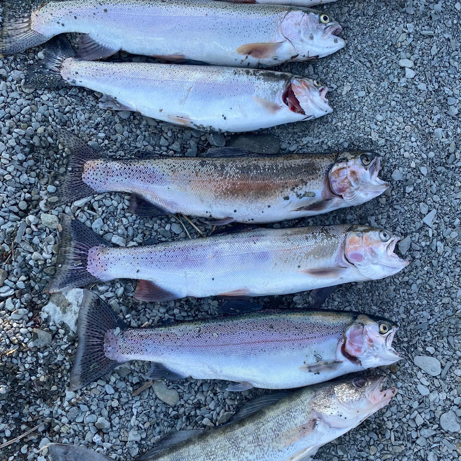 recently logged catches