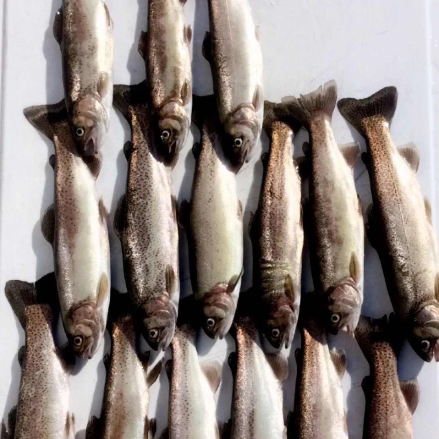 recently logged catches