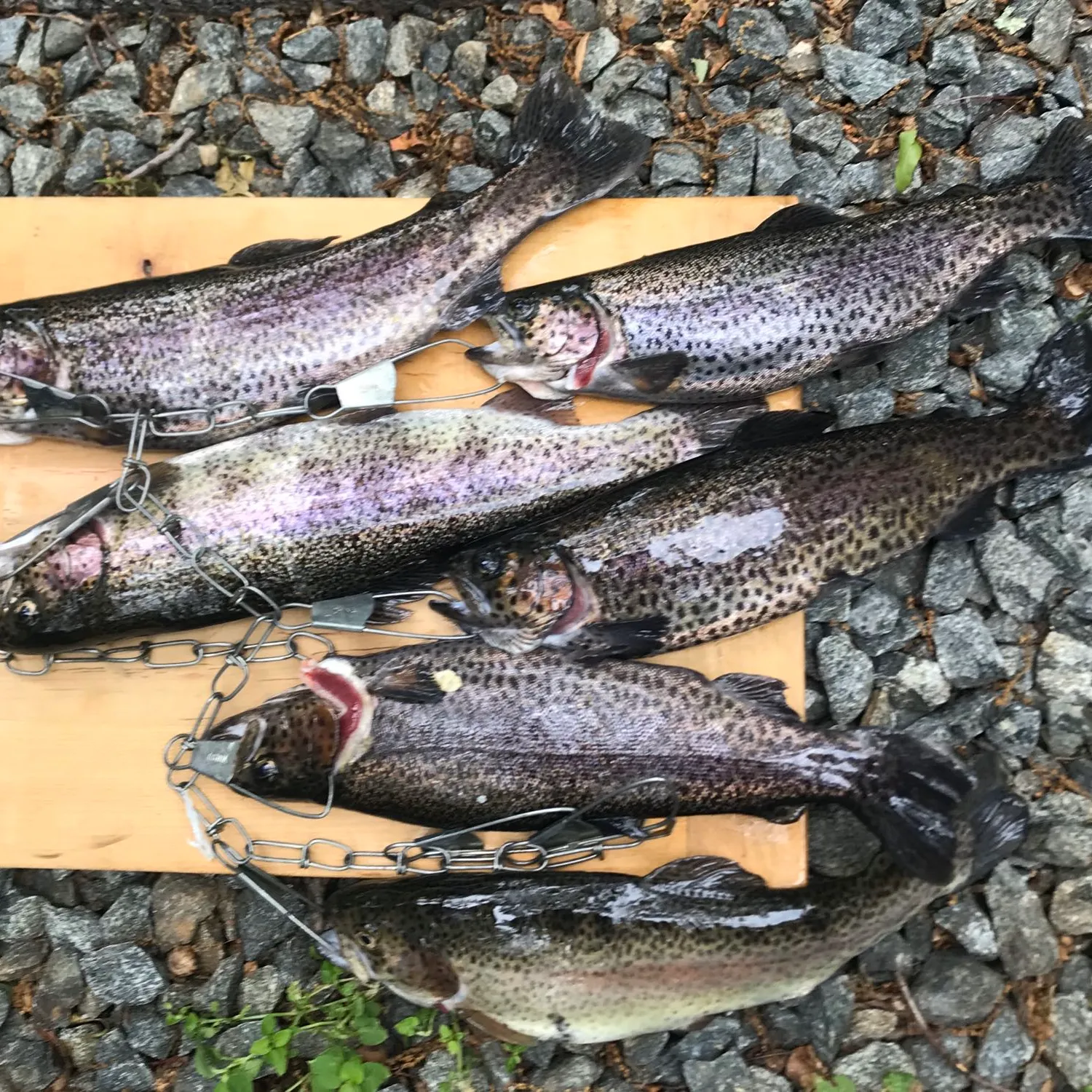 recently logged catches