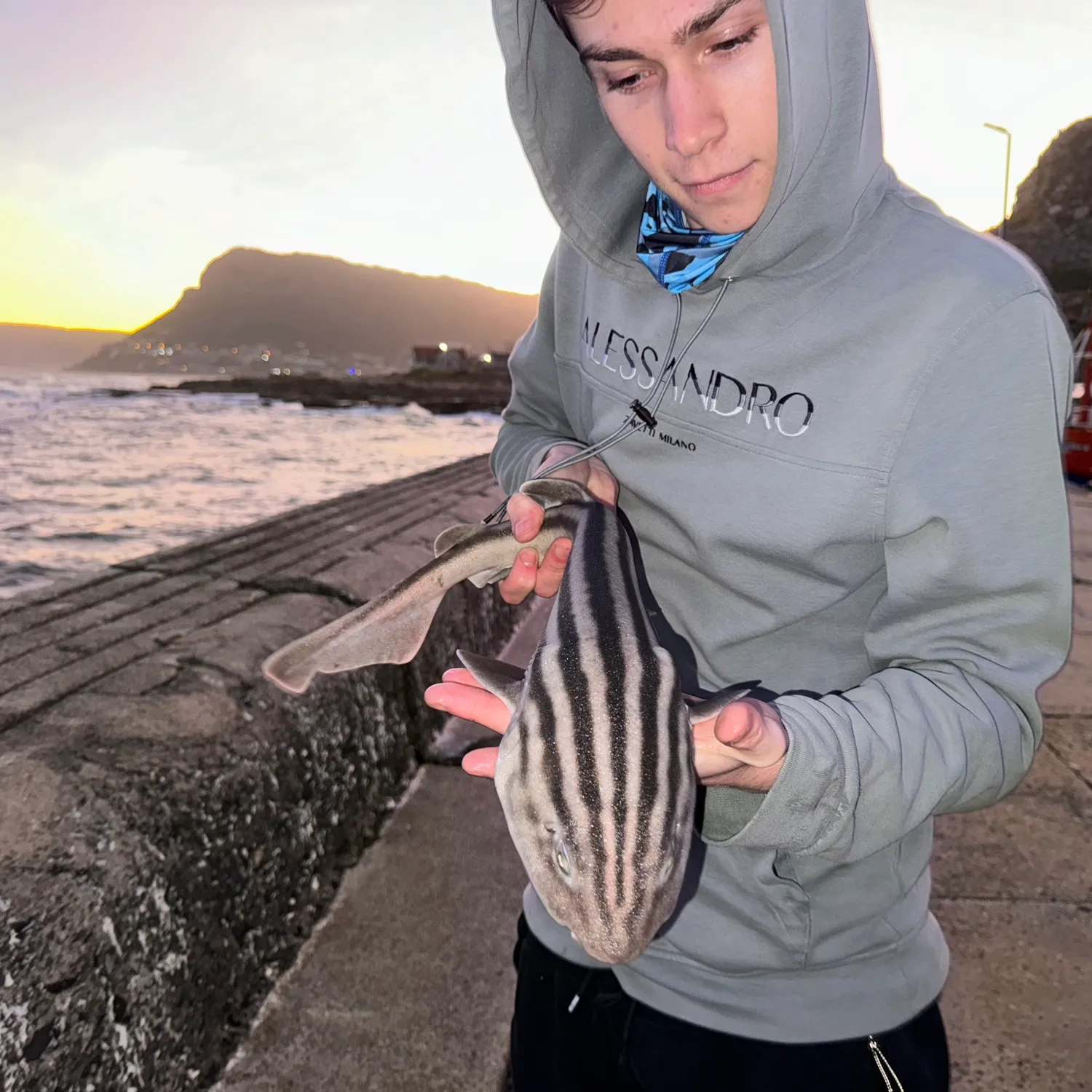 The most popular recent Striped catshark catch on Fishbrain