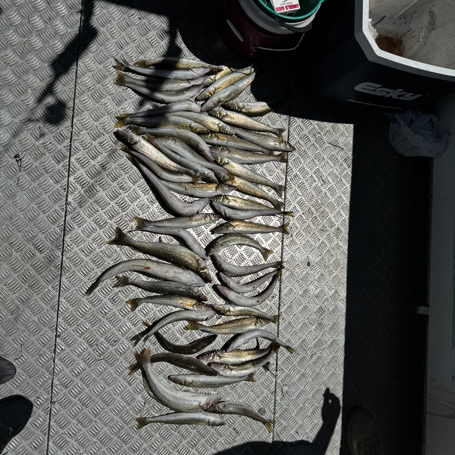 recently logged catches