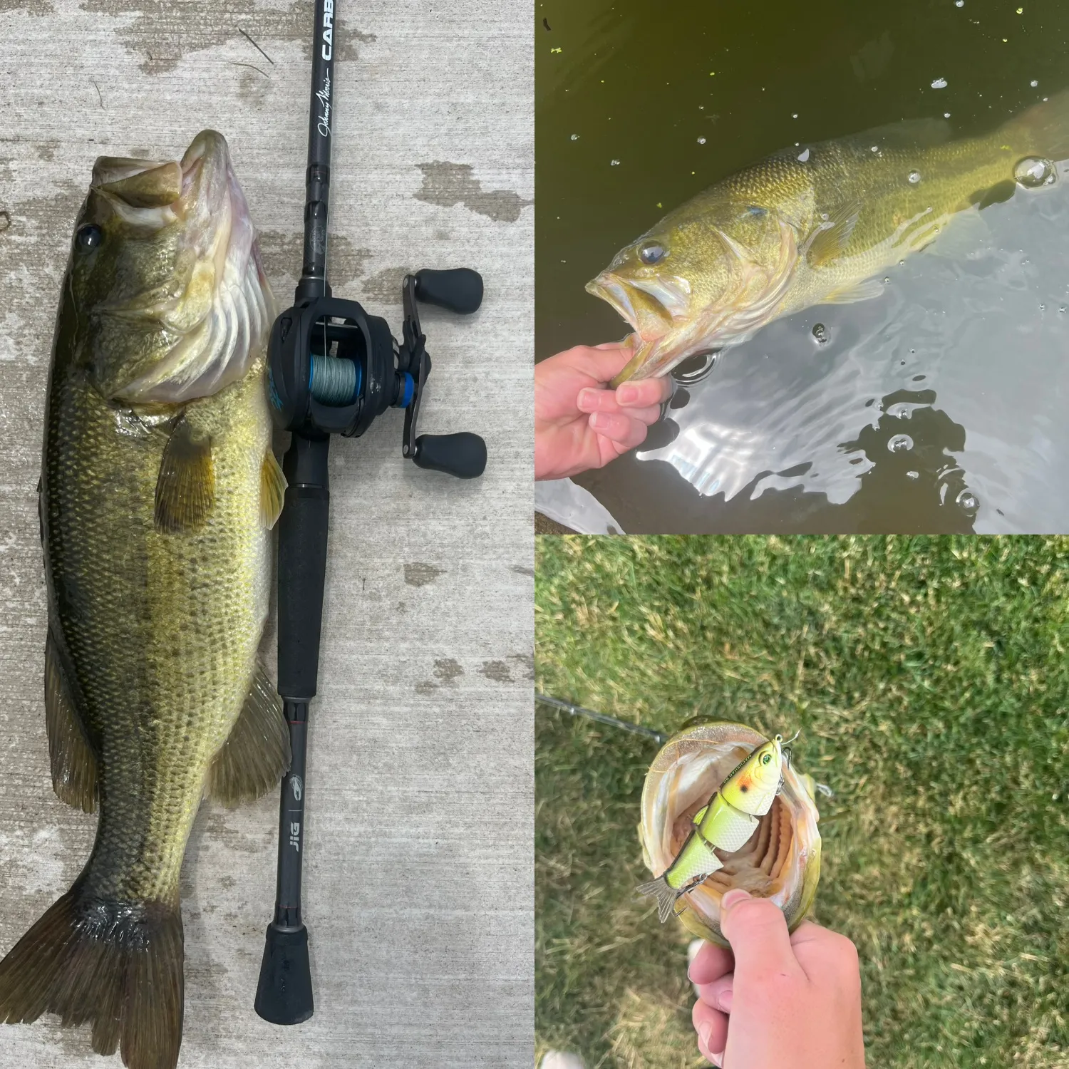 recently logged catches