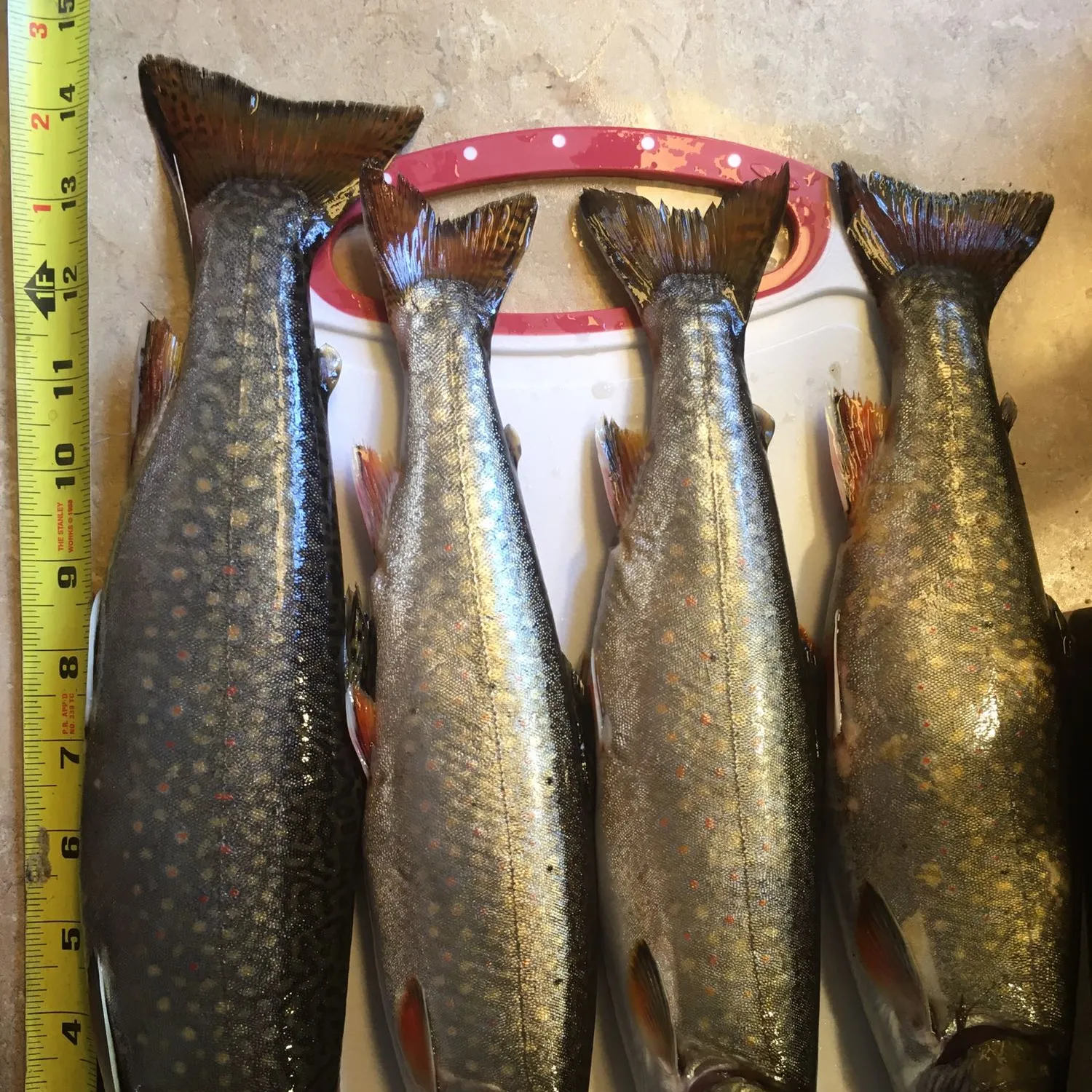 recently logged catches