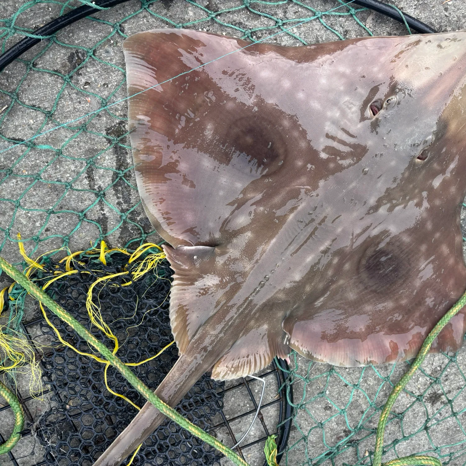 The most popular recent Big skate catch on Fishbrain