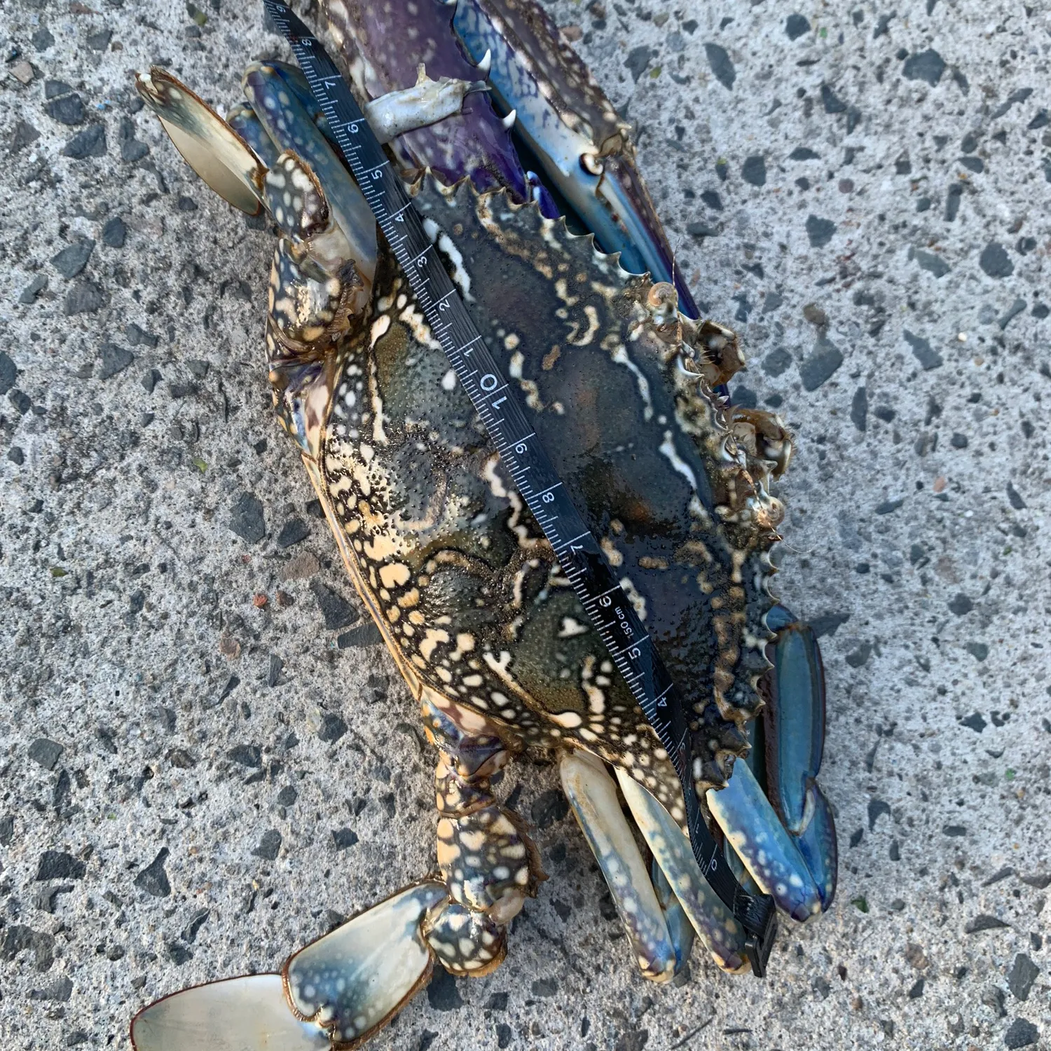 The most popular recent Blue swimmer crab catch on Fishbrain