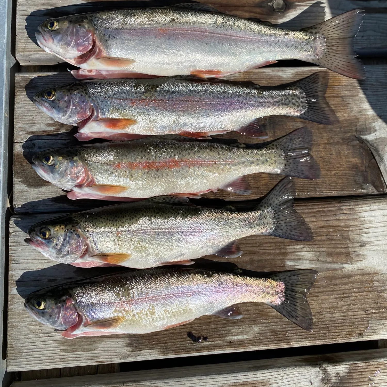 recently logged catches