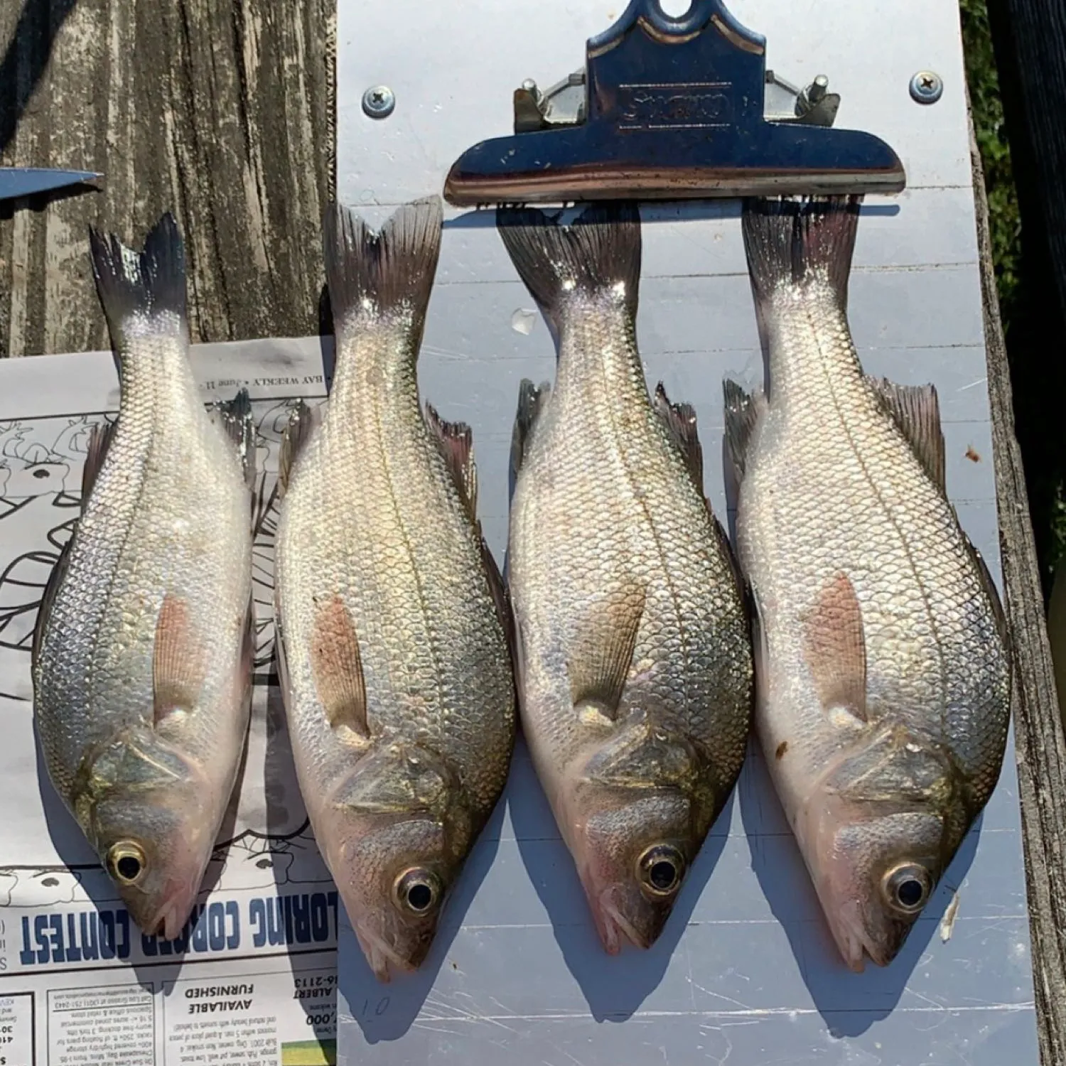 recently logged catches