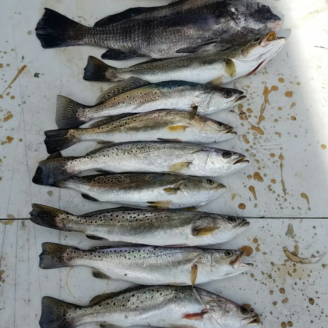 recently logged catches