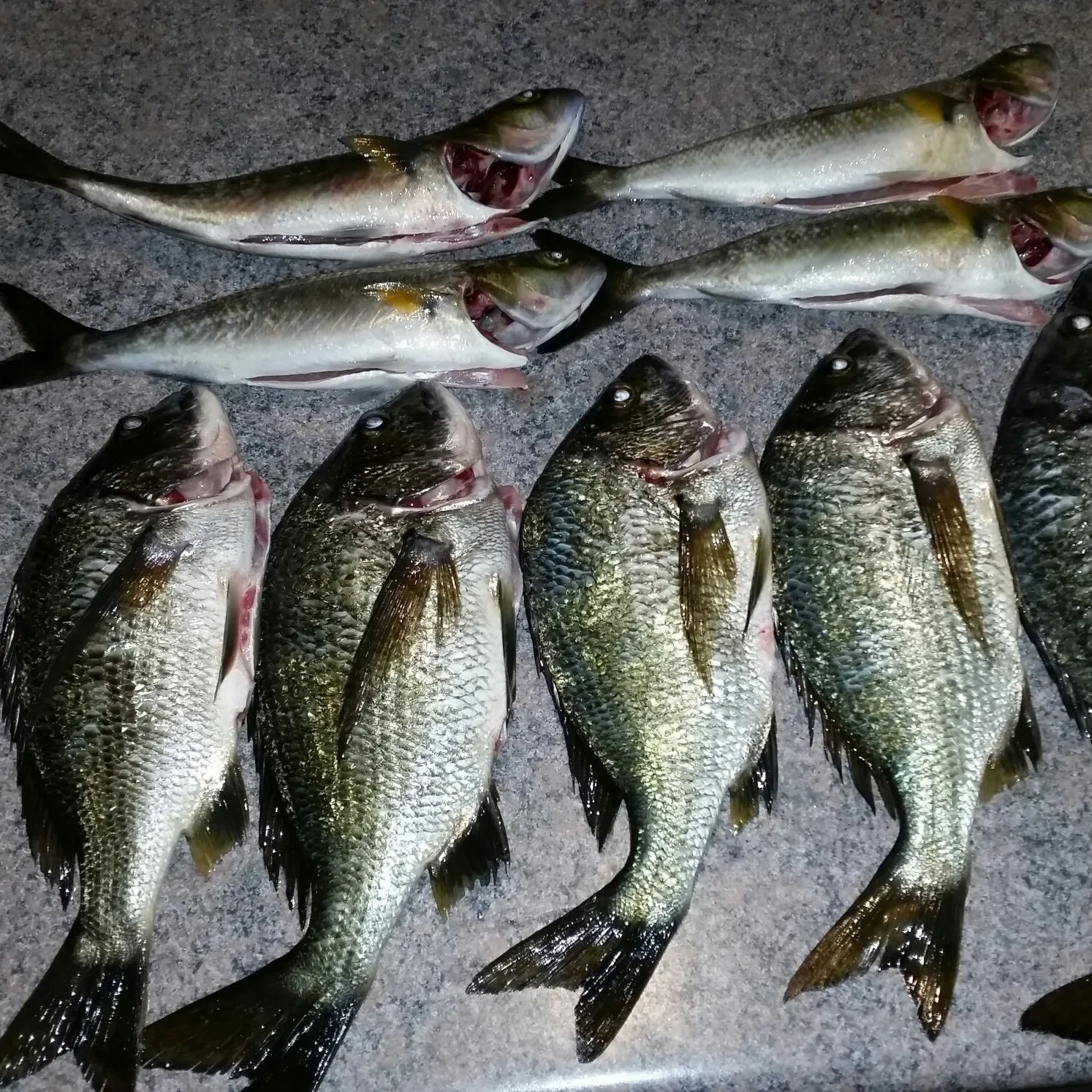 recently logged catches