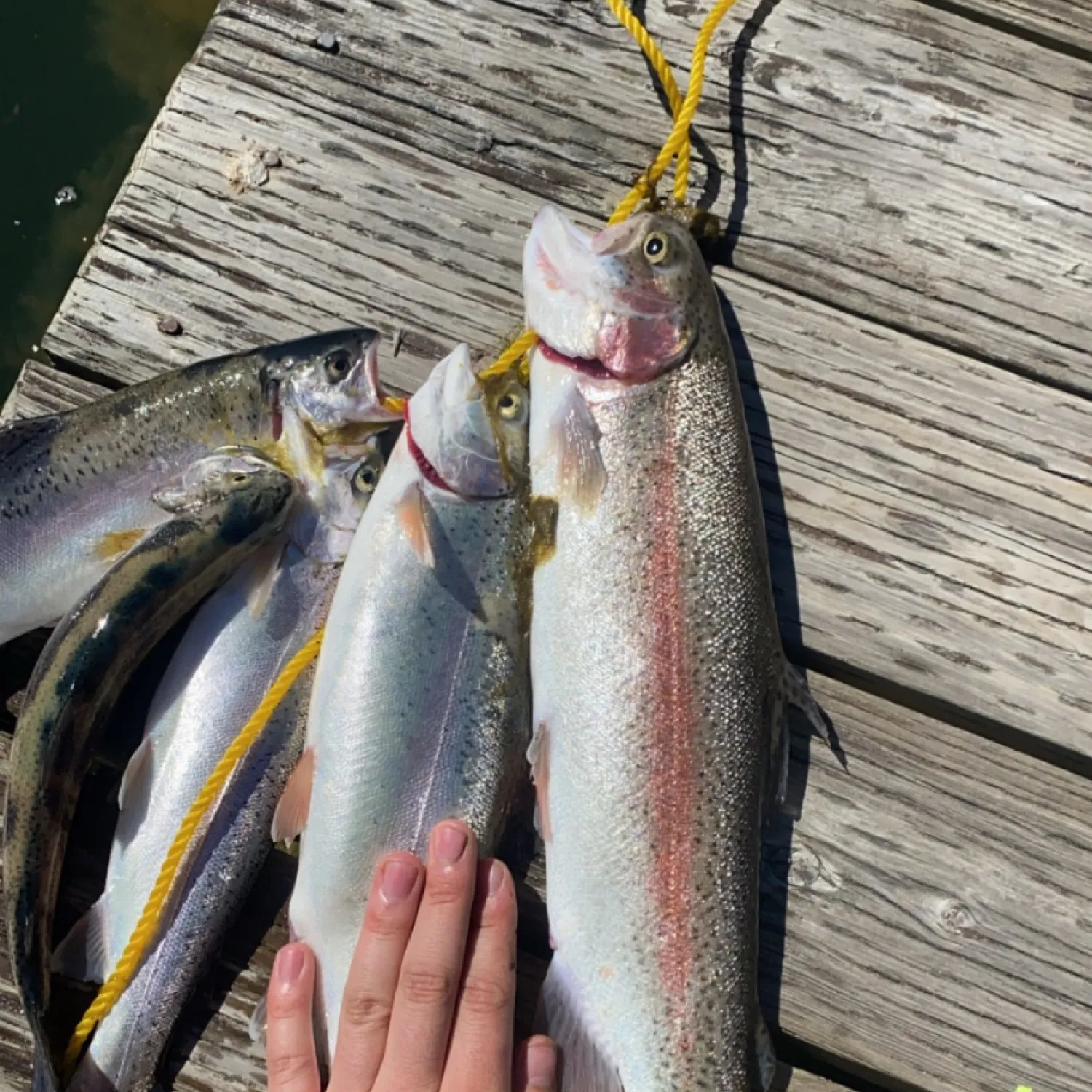 recently logged catches