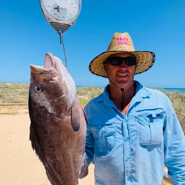 The most popular recent White-blotched grouper catch on Fishbrain