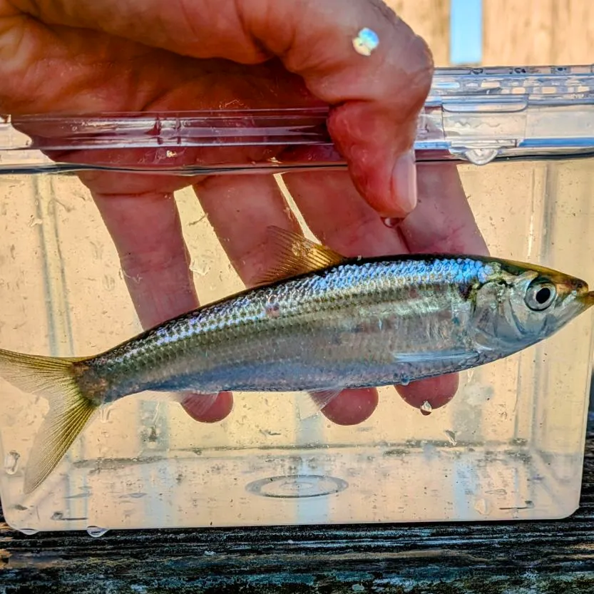 The most popular recent Blueback shad catch on Fishbrain