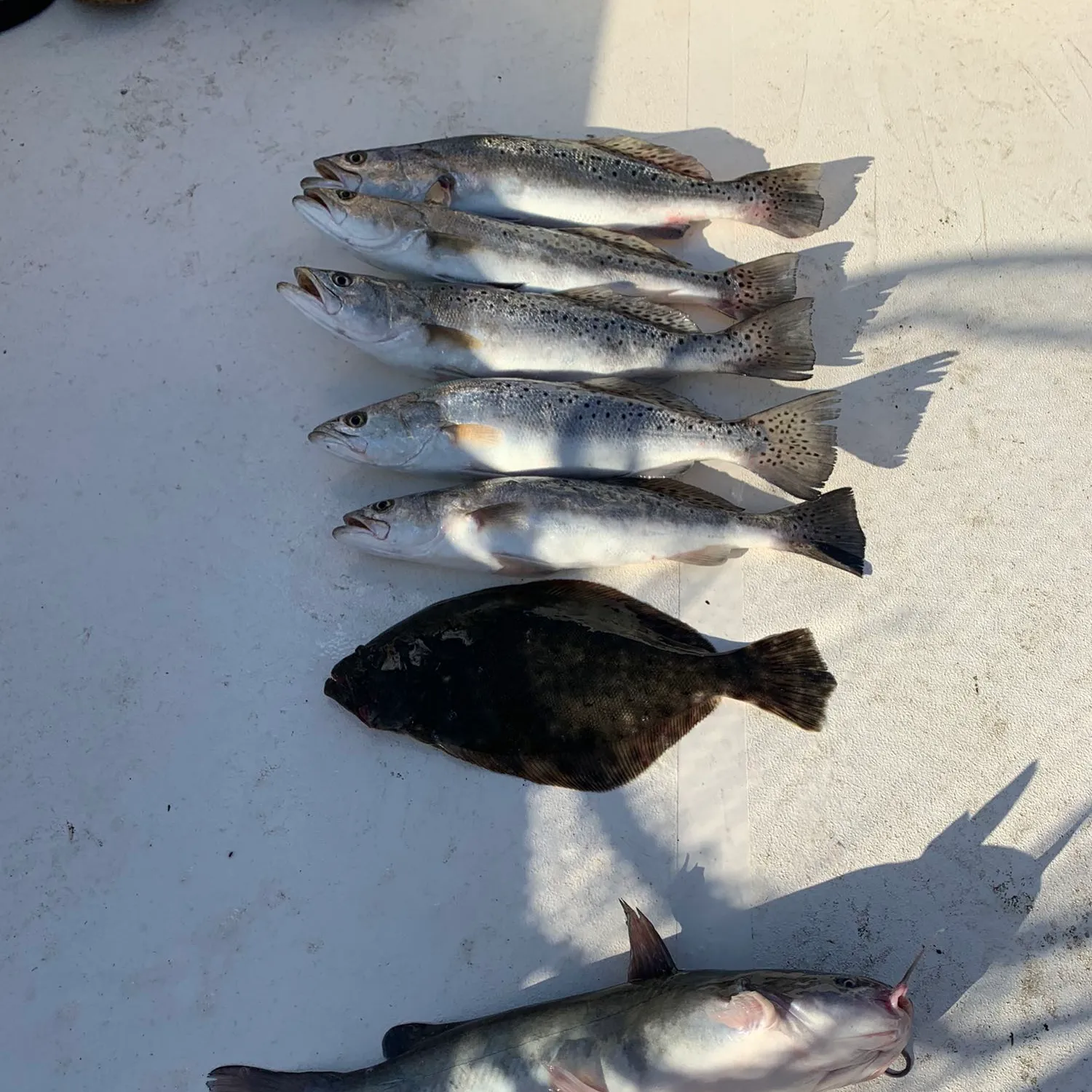 recently logged catches