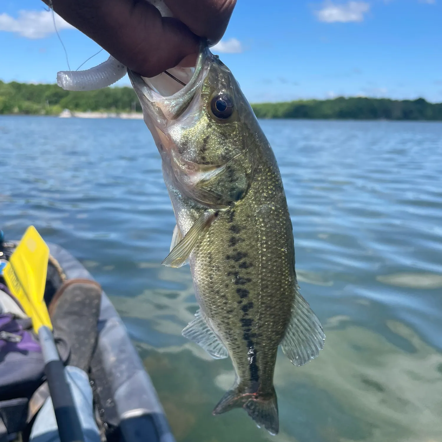 ᐅ Lake Elmdale Fishing Reports🎣• Springdale, Ar (united States) Fishing