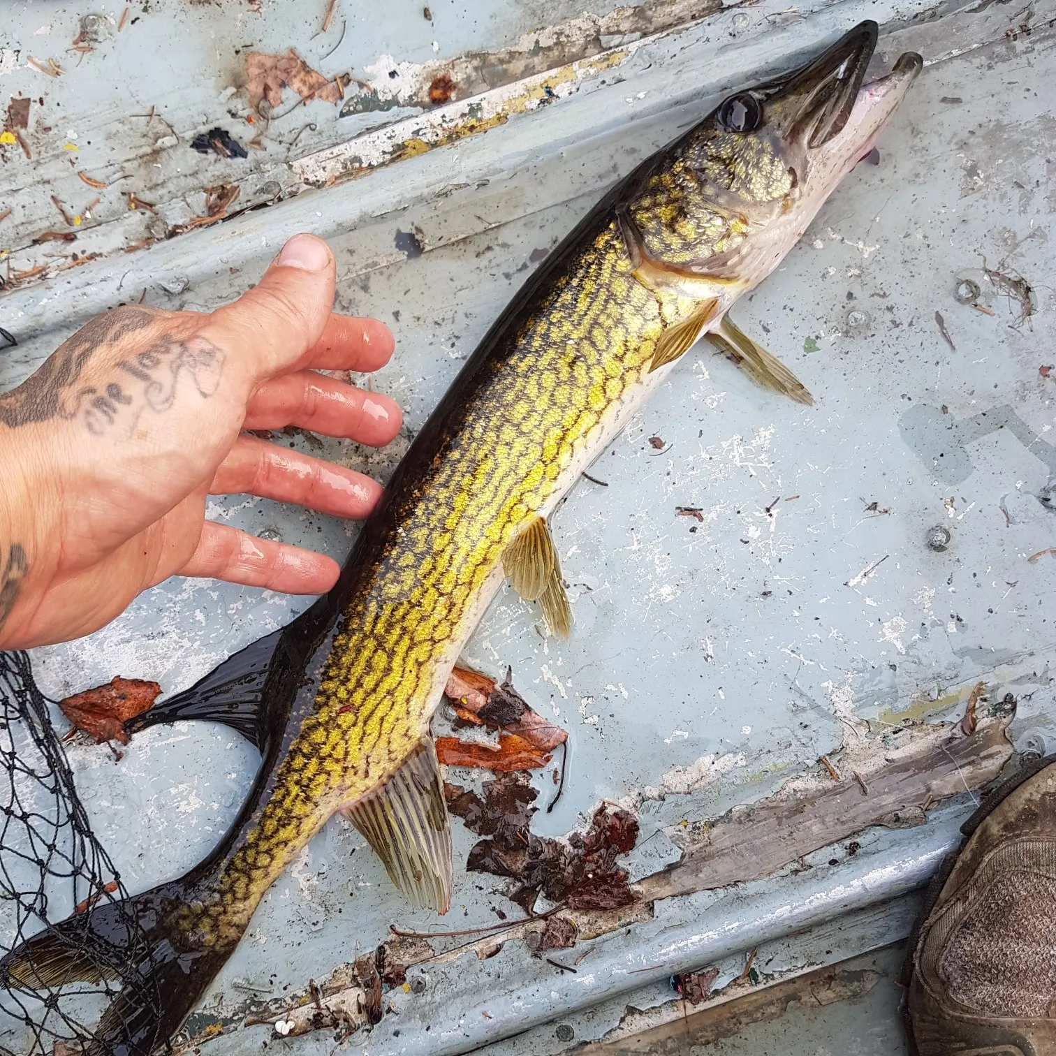 recently logged catches