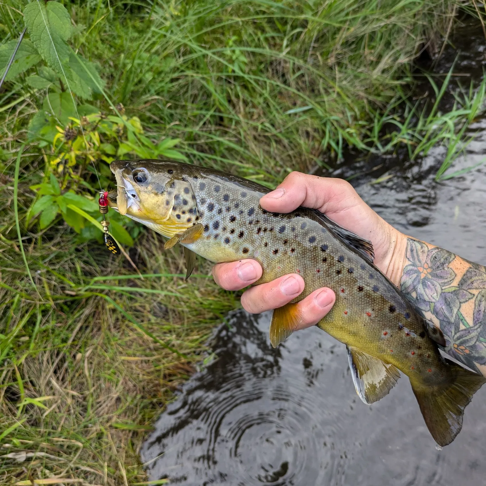 recently logged catches