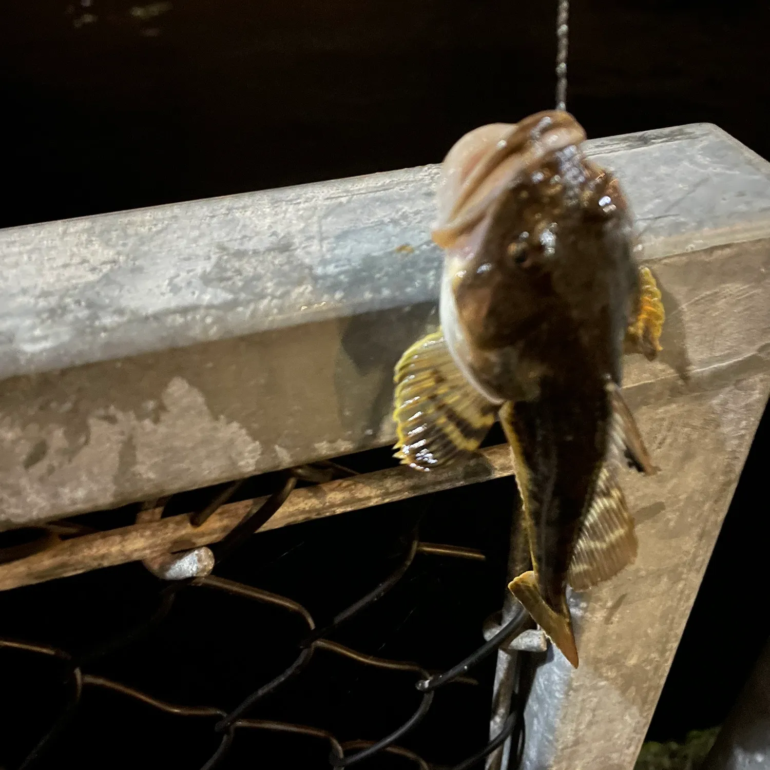 The most popular recent Pacific staghorn sculpin catch on Fishbrain