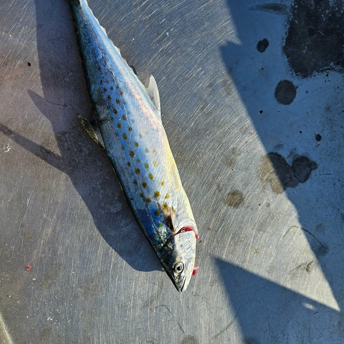 Fishing for Spanish mackerel near you