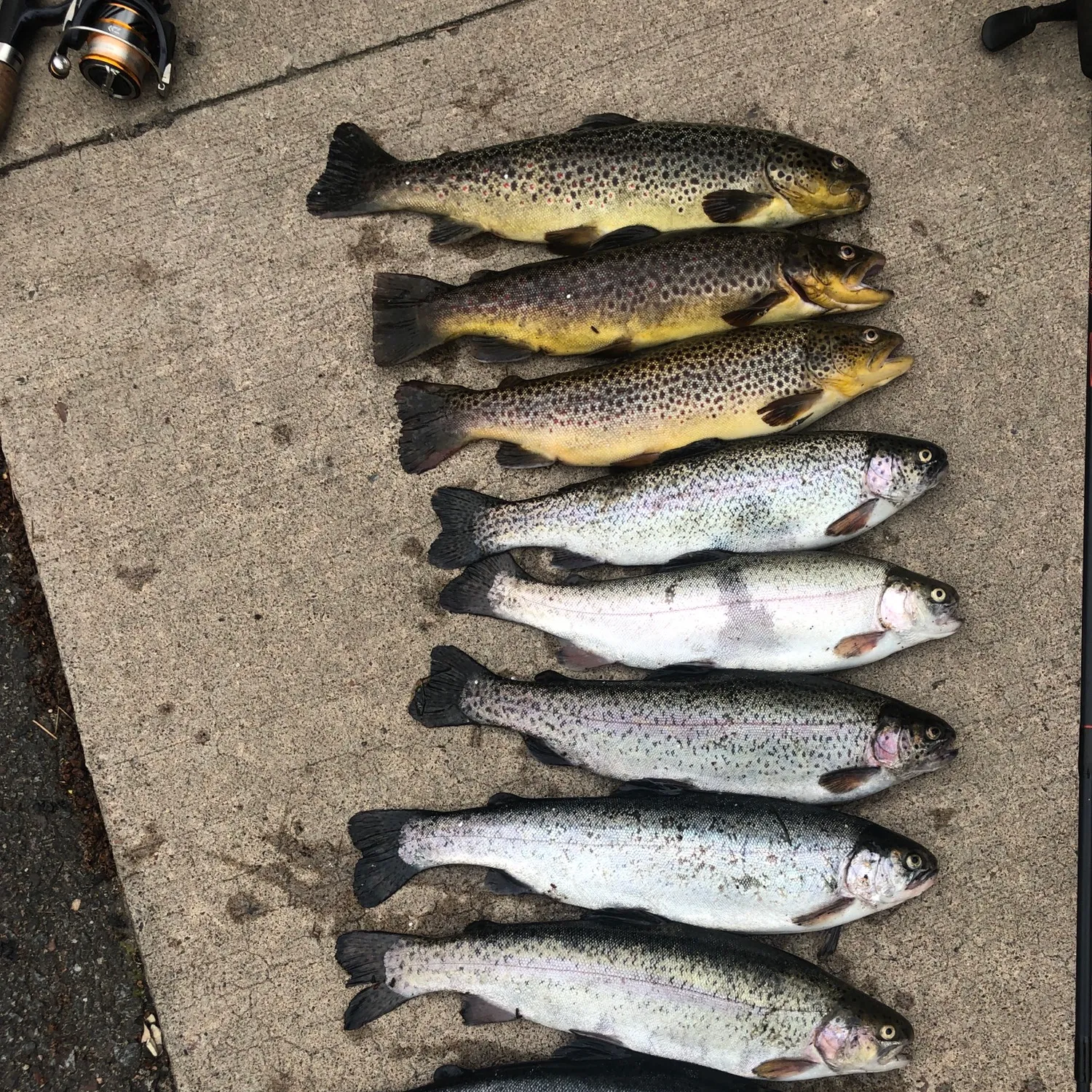 recently logged catches