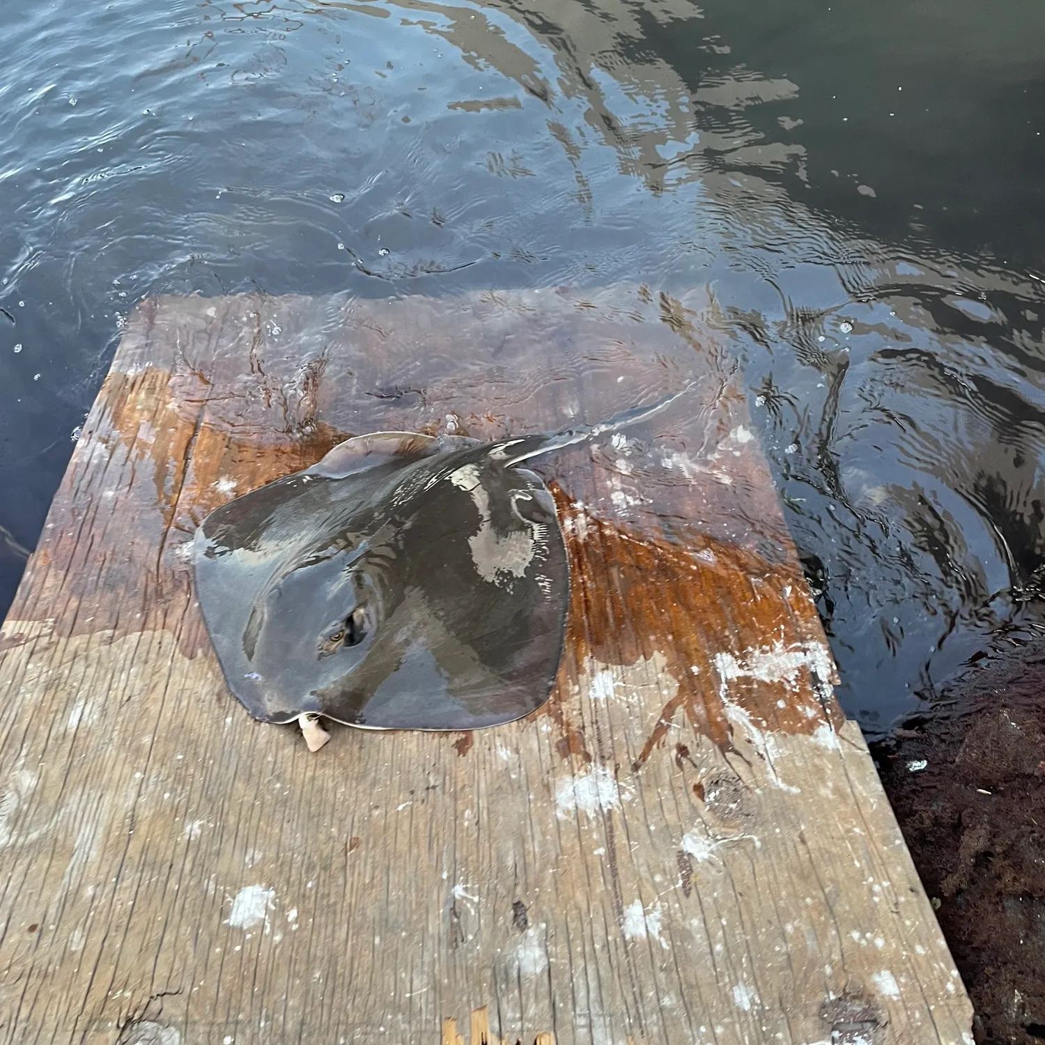 The most popular recent Cowtail stingray catch on Fishbrain