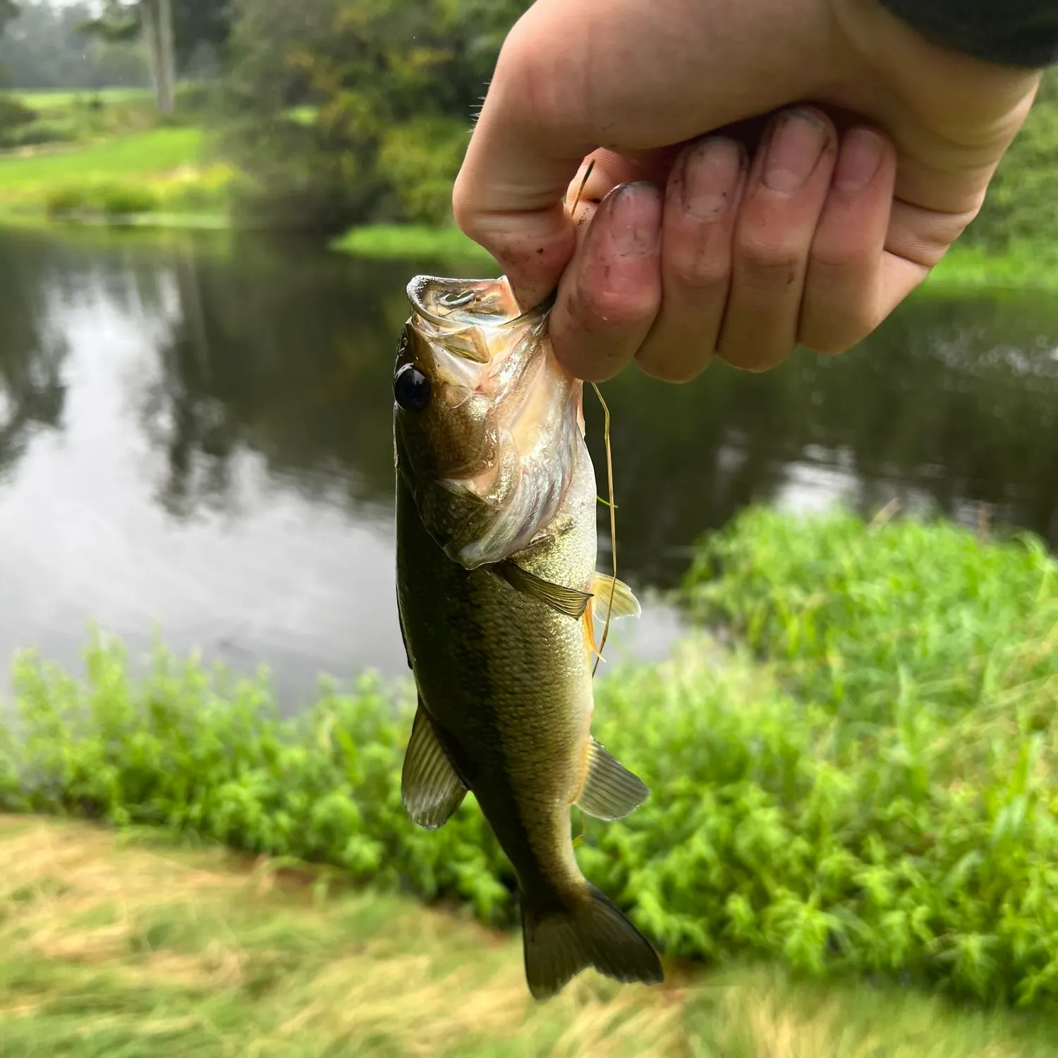 ᐅ New Canaan Reservoir fishing reports🎣• New Canaan, CT (United States ...