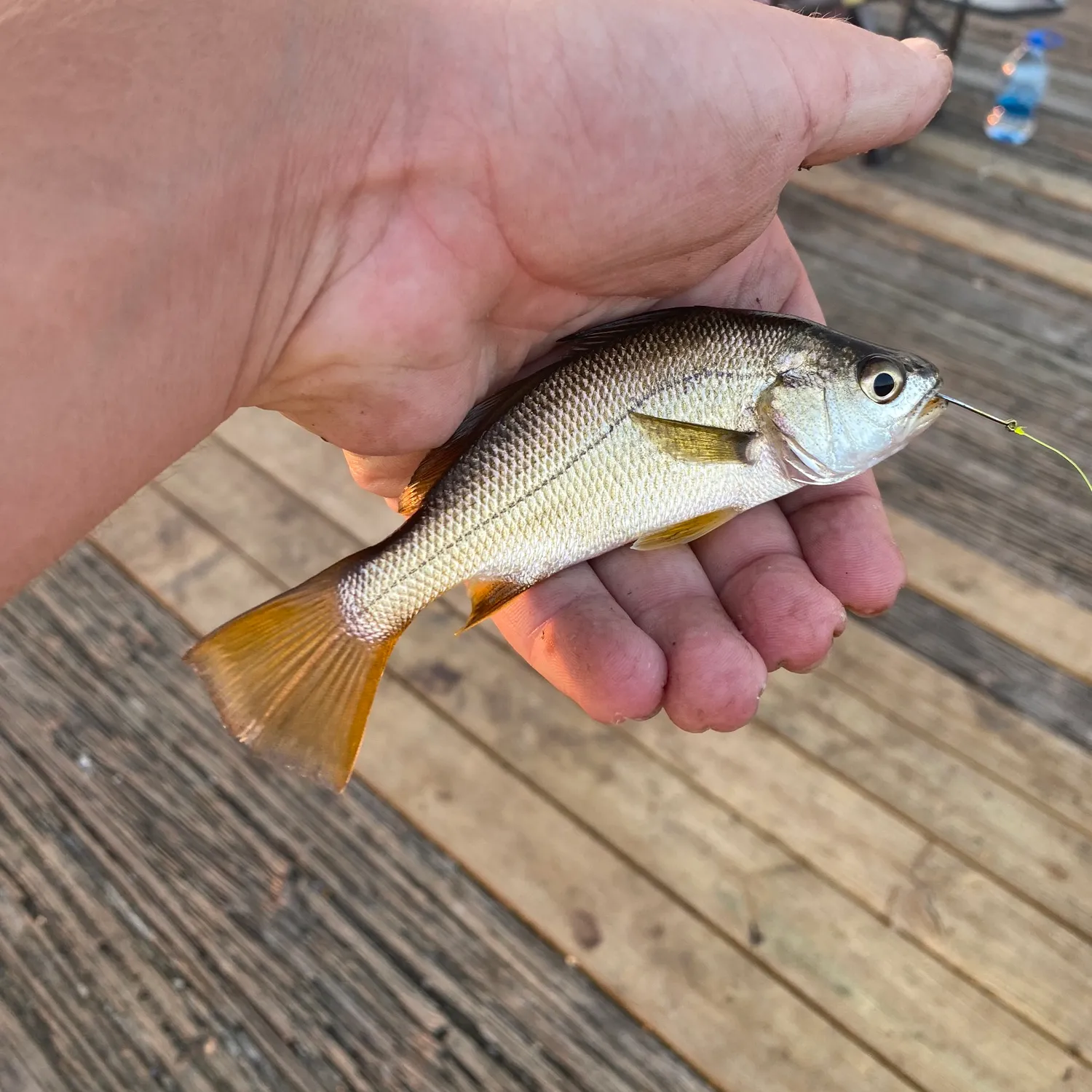 The most popular recent Silver perch catch on Fishbrain